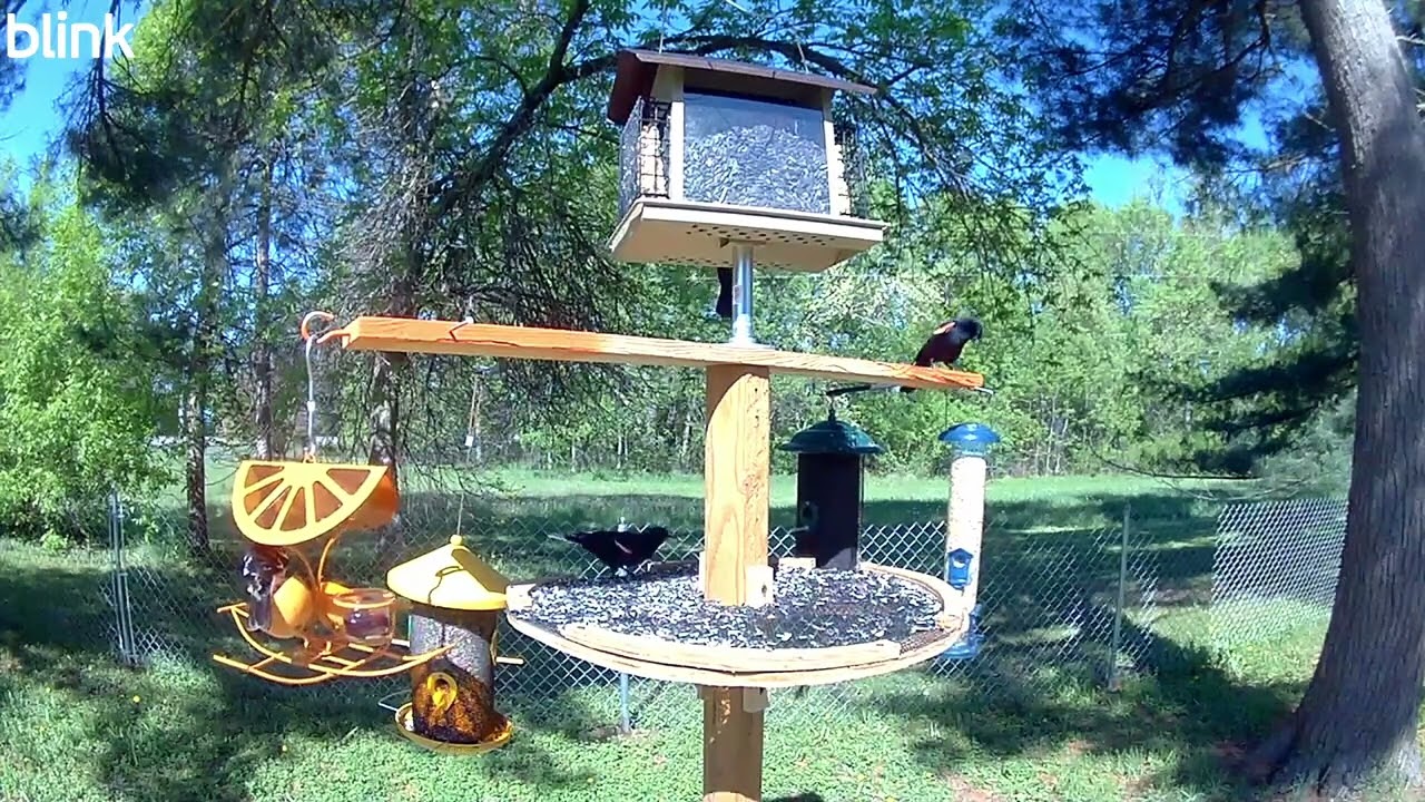 1hr Summer Birds May 22nd
