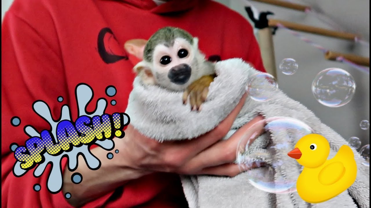 Baby Monkey oLLie Baby Bath & Diaper Training
