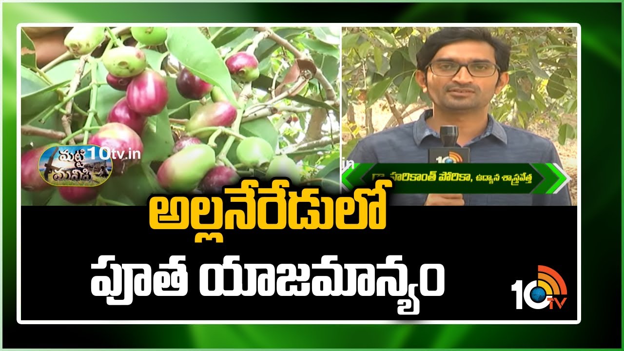 అల్లనేరేడులో పూత యాజమాన్యం | Jamun cultivation Tips | Alla Neredu Sagu In Telugu | 10TV