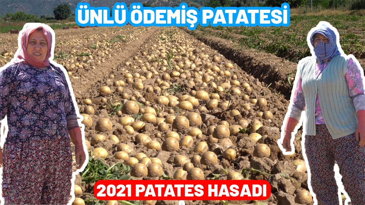 İZMİRİN ÜNLÜ ÖDEMİŞ PATATESİ | 2021 PATATES HASADI BAŞLADI | PATATES SÖKÜMÜ | Türkiye | Vlog | tr