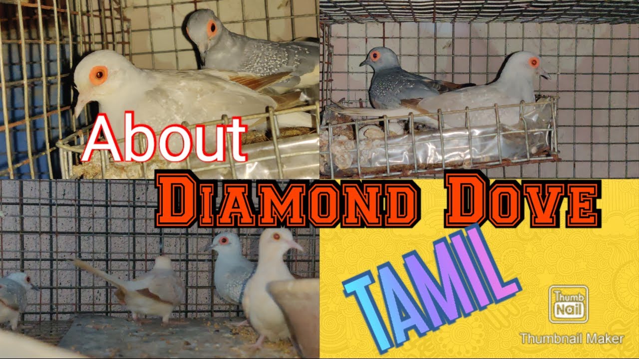 Diamond Dove Information in Tamil | #birdsfan #diamonddove