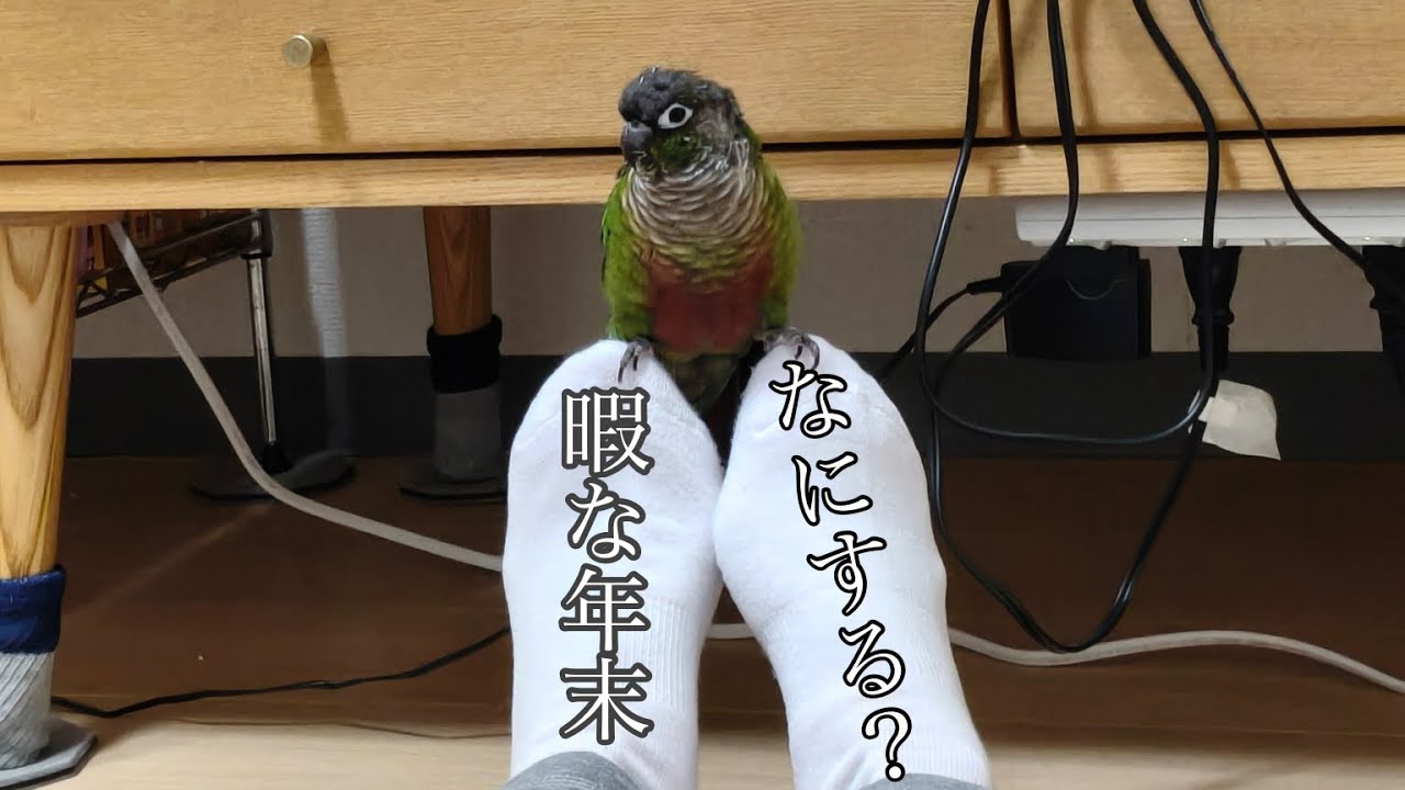 暇なインコ【ウロコインコのみみちゃん】