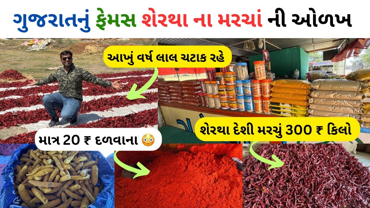 ગુજરાતનું ફેમસ શેરથા ના મરચાં ની ઓળખ | shertha na famous marcha | red chilli powder making |