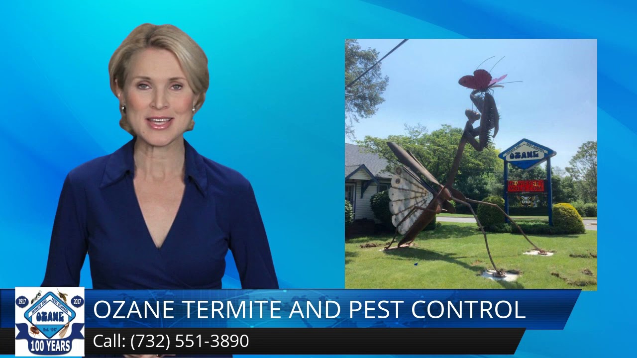 Termite Control Shark River Hills 5 Star Review Ozane.com