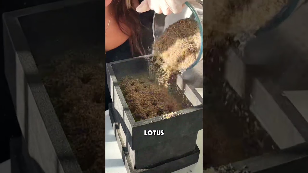 Joe Rogan Speaks about the Effects of the Blue Lotus Flower