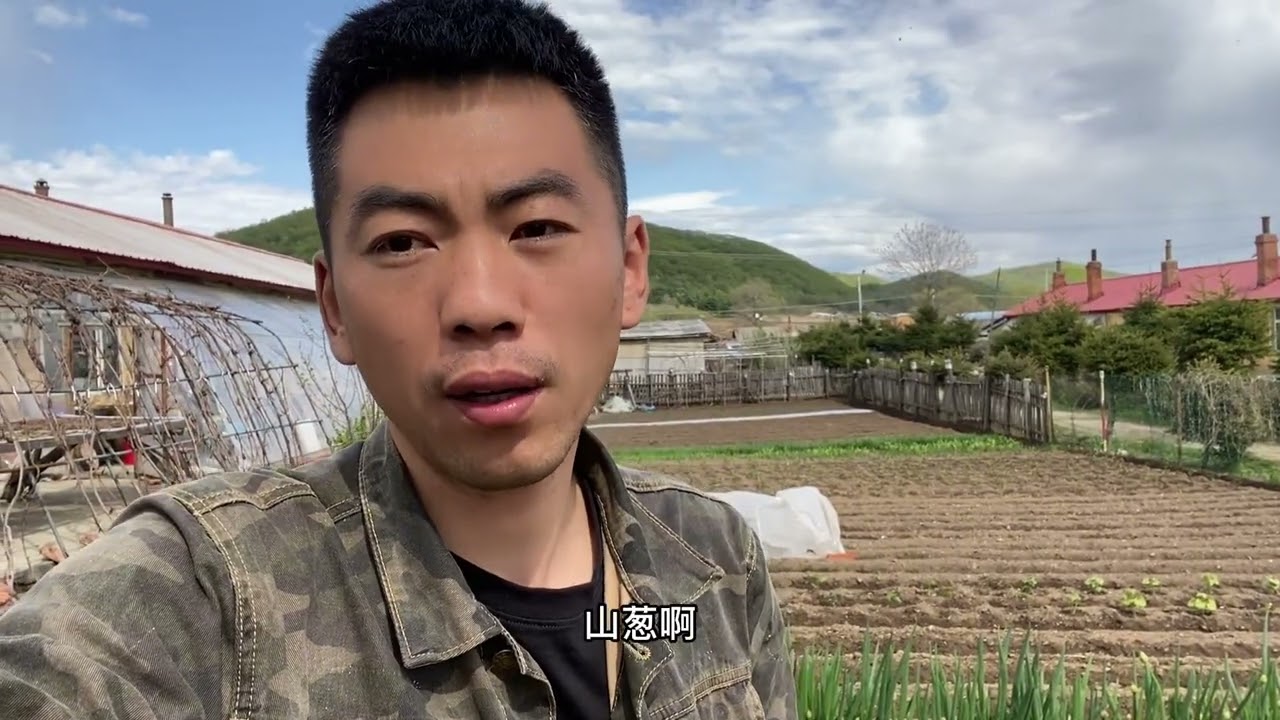 山菜之王刺老芽，一天又结束了坚持就是胜利，山葱苗大家再等等噢 #纯天然绿色食品 #我的乡村生活 #大自然的馈赠 #三农 #我的农村生活