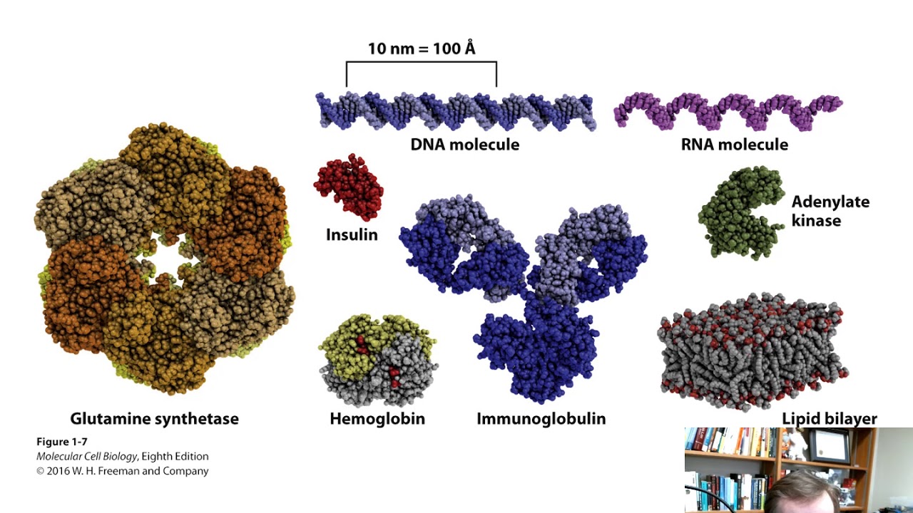 Molecules, Cells and Model Organisms (Chapter 1)