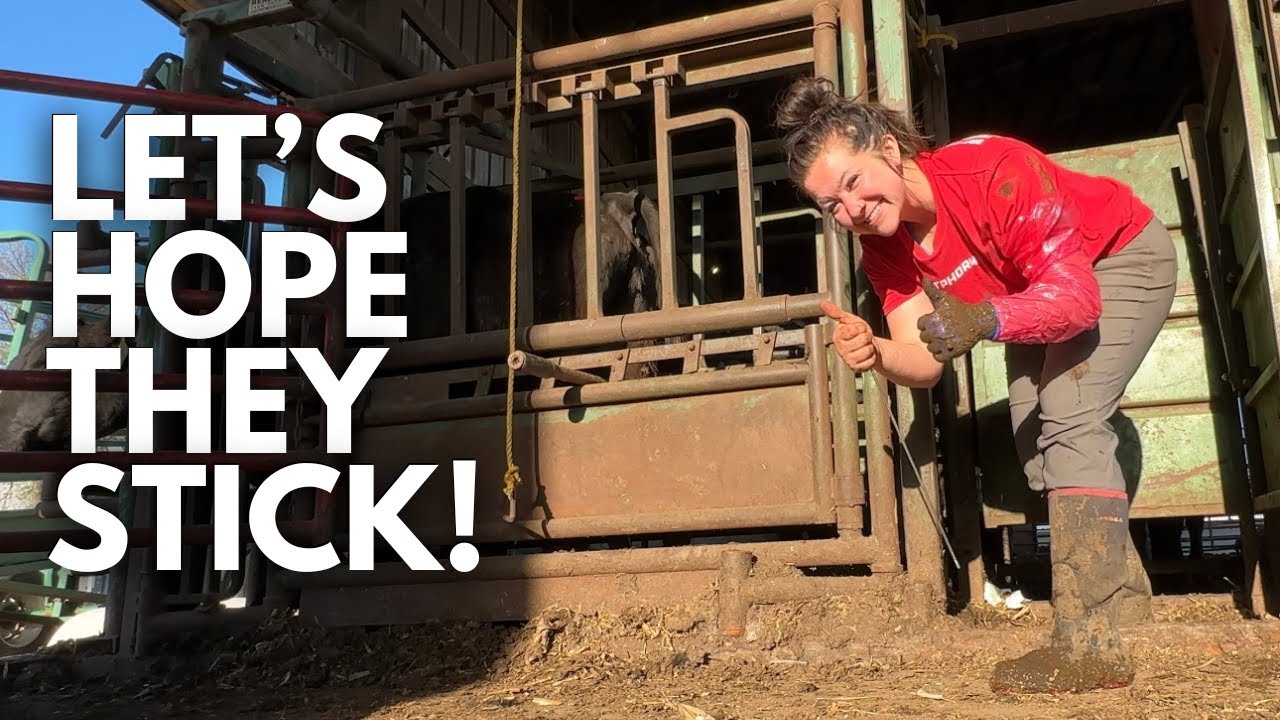 Breeding 49 cows in 36 hours | Day in the life of a 27 year old farmer | artificial insemination