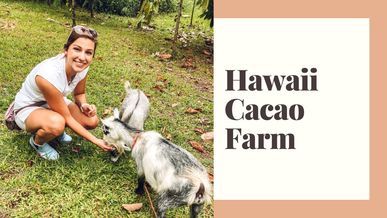 CACAO FARM Tour: Exploring Chocolate, Honeybee’s, Goats and MORE at 21 Degrees Estate in O'ahu!