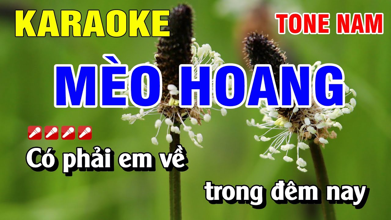 Karaoke M&egrave;o Hoang Tone Nam Nhạc Sống | Nguyễn Linh