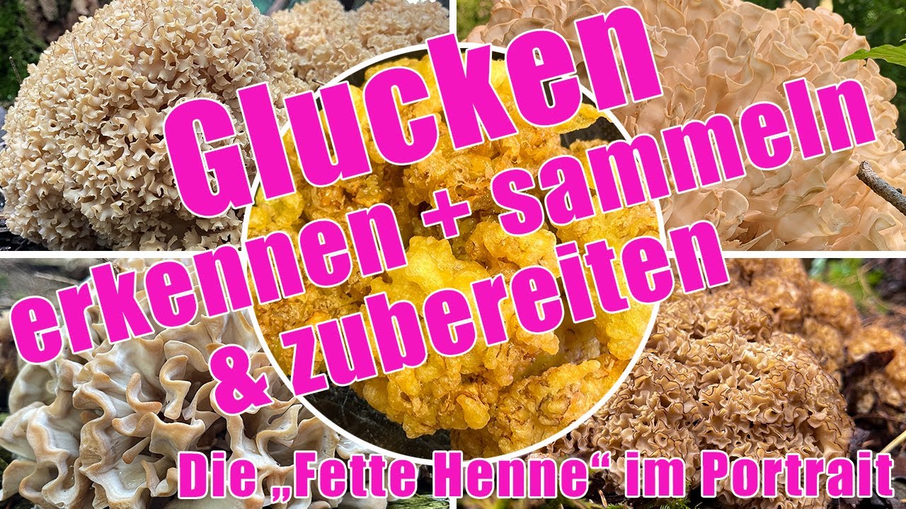 Krause Glucke Rezept | Glucken erkennen, unterscheiden, s&auml;ubern & zubereiten | Sparassis crispa