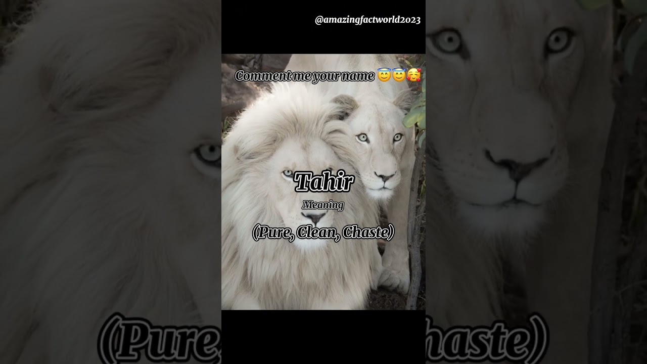 10 beautiful boy names with letter T #viral #subscribe #support #muslim #islam #shorts #T #names