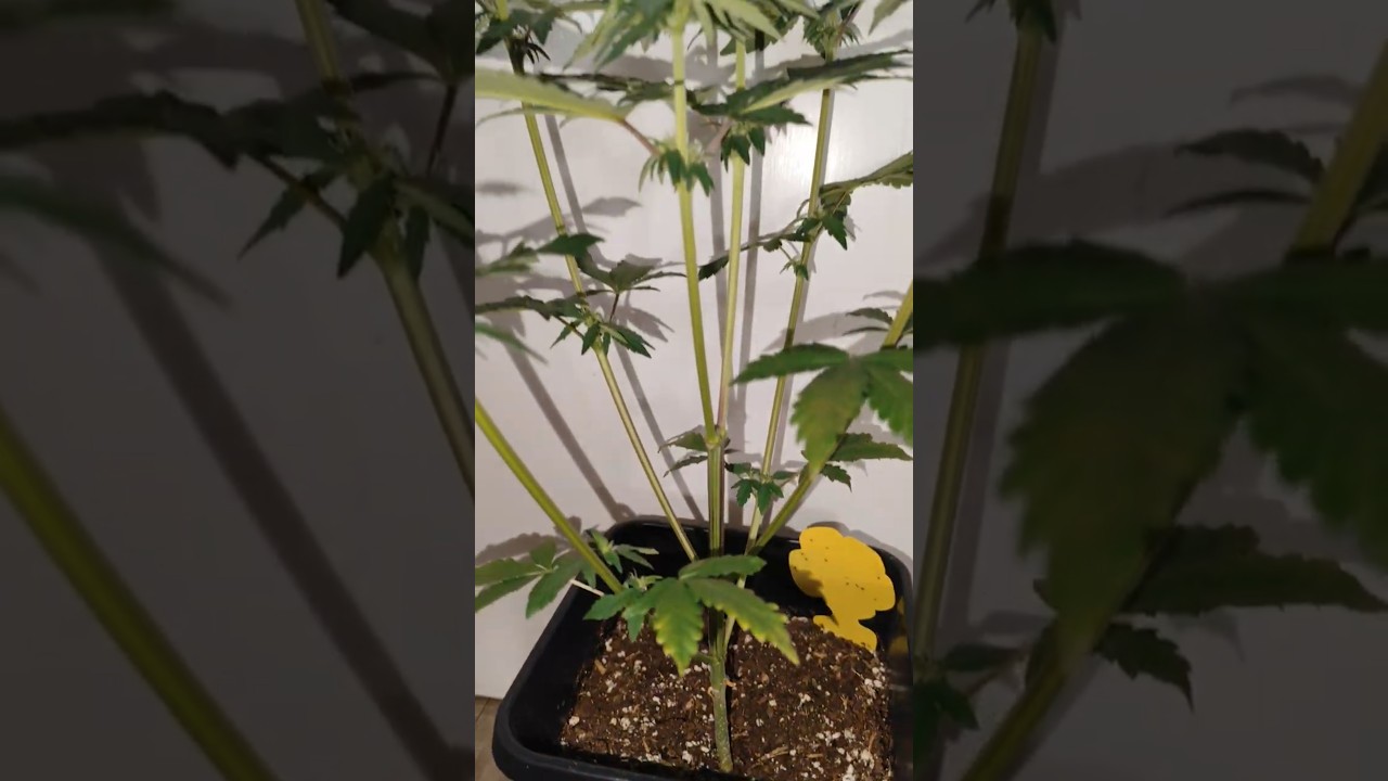 Banana Purple Punch RF3 🌲 Waiting for watering 💧#youtubeshorts #shorts