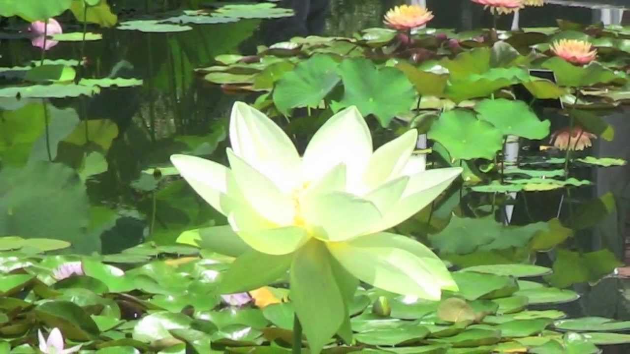 Monet's Garden