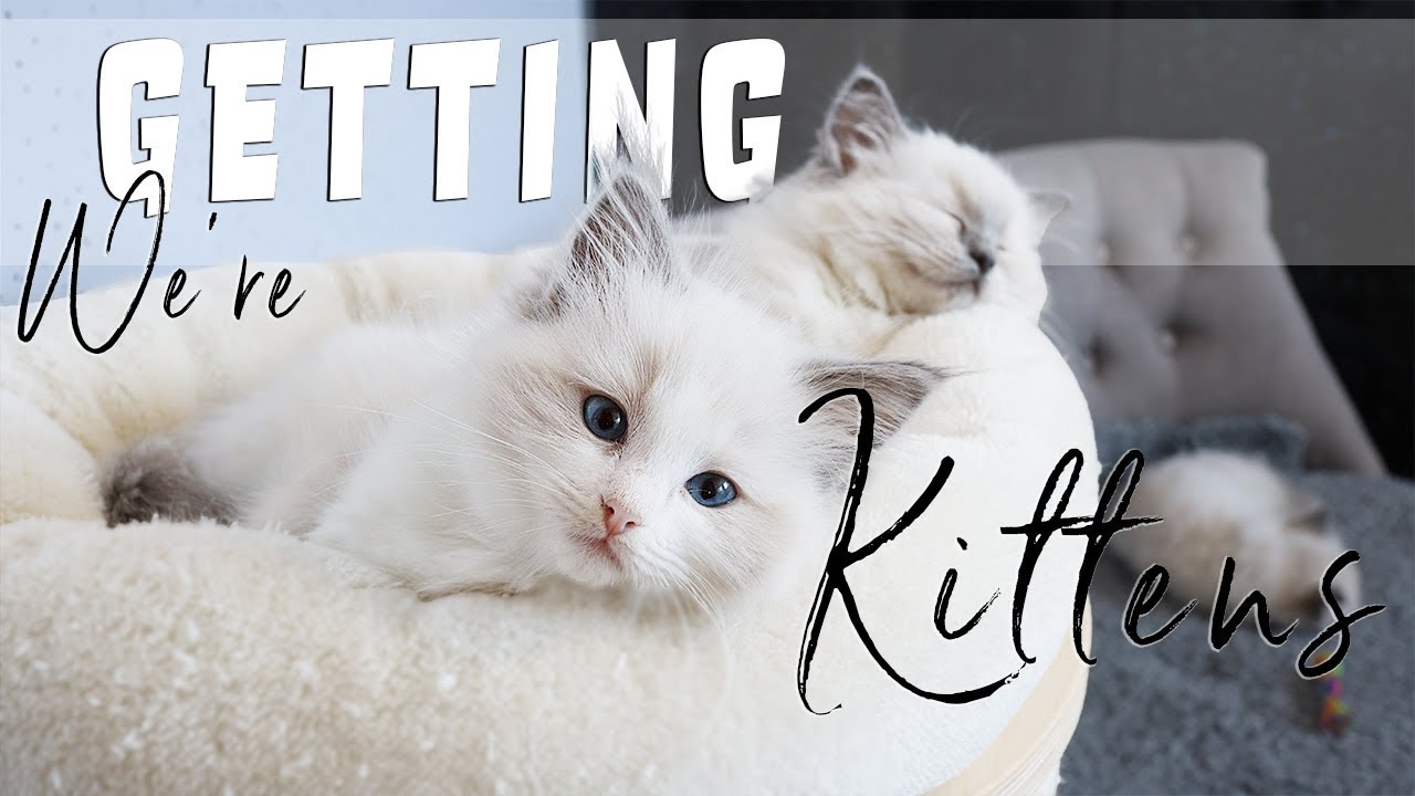We are getting KITTENS! Meeting our Ragdolls for the first time! | Ragdolls Pixie and Bluebell