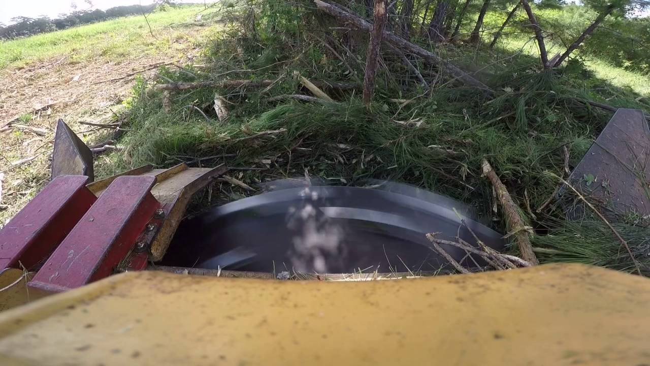 pine tree removal forestry mulching