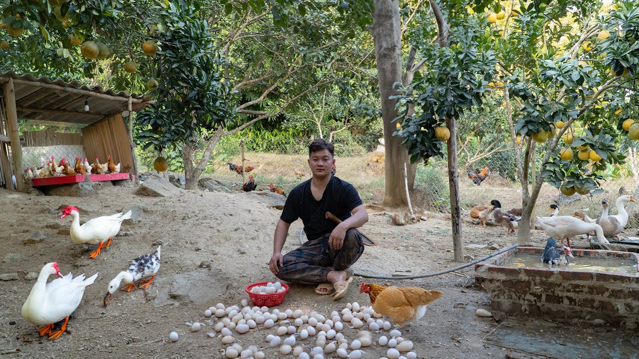 Egg Harvesting - Farm Rehabilitation, Life After Prison