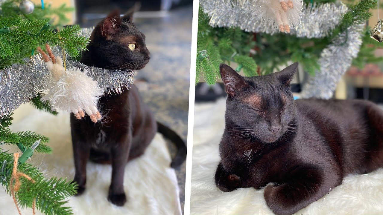 Первая рождественская елка котенка!