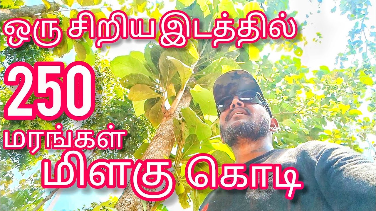 மிளகு கொடியும் 250 மரங்களும்?? ஒரு சிறிய இடத்தில்|#khayasenegalensis#teak#roseeood#tree