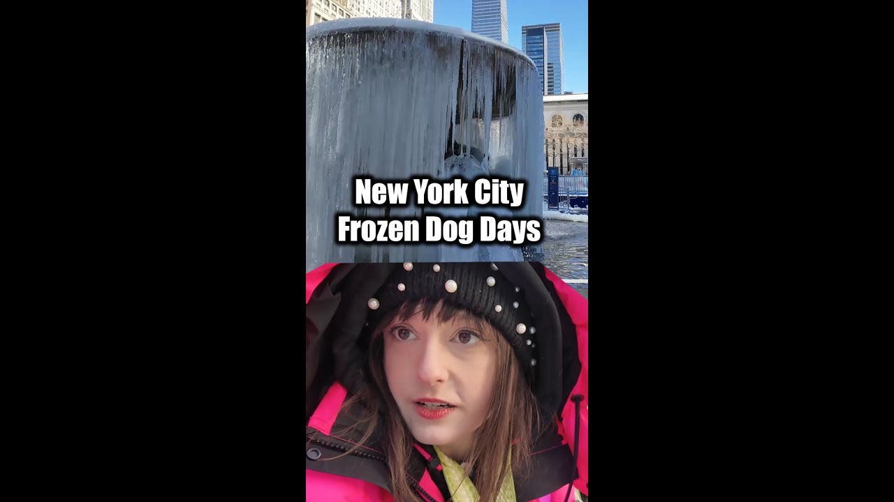 ✨Live✨NYC Frozen Dog Days | Feels like 2 degrees!!! #nyc #live #walking