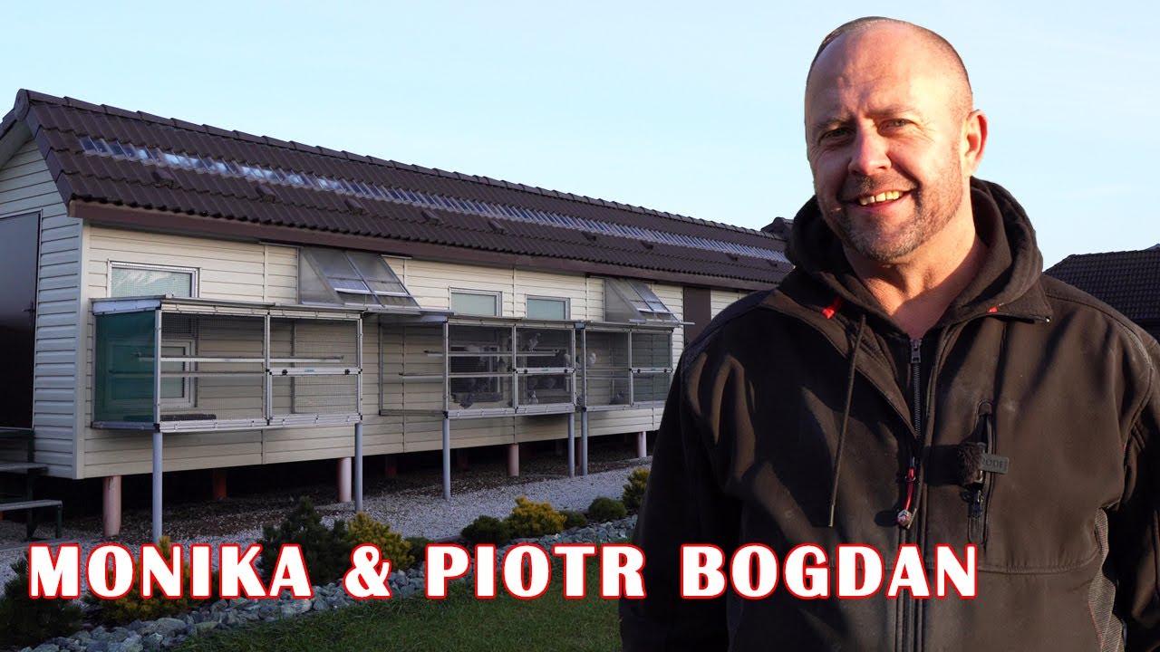 Piotr & Monika Bogdan - 0381 Gorlice | Olimpiada, lęgi i profilaktyka u gołębi w okresie zimowym!