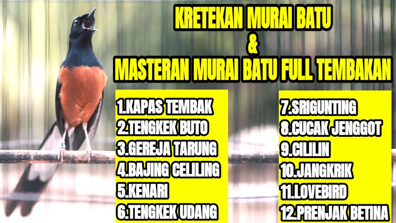 KRETEKAN MURAI BATU DAN SUARA PANCINGAN EMOSI MEMANCING LAWAN BONGKAR ISIAN