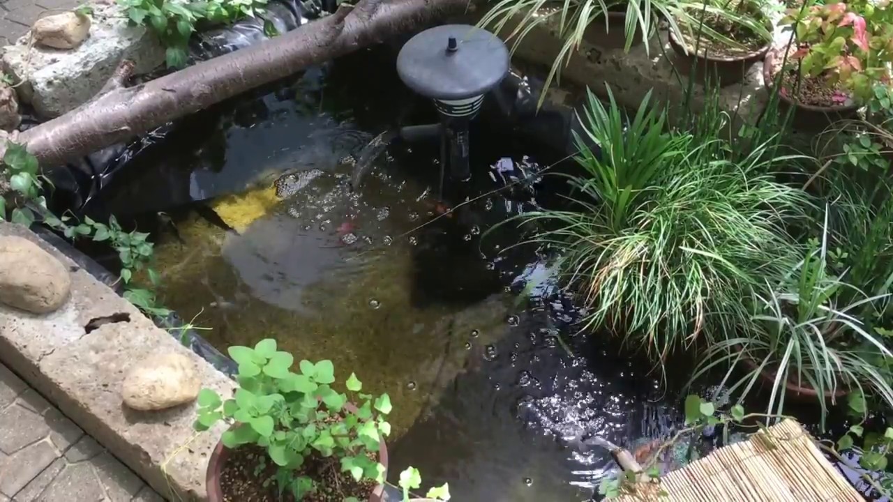 鯉を拾ってきたので庭に池を作ってみた【素人の手作りシート池】