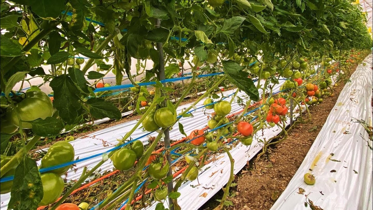 農作業をしながらトーク中！co2施用法からスタート