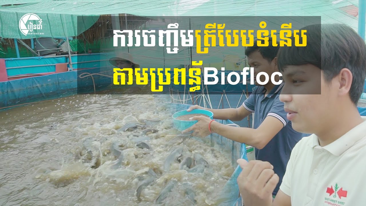 ការចិញ្ចឹមត្រីបែបទំនេីបតាមប្រពន្ធ័Biofloc/biofloc fish farming in cambodia
