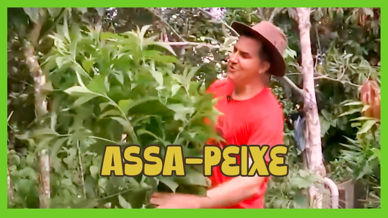 ASSA-PEIXE: A PANC MEDICINAL E COMESTÍVEL QUE VOCÊ PRECISA CONHECER!