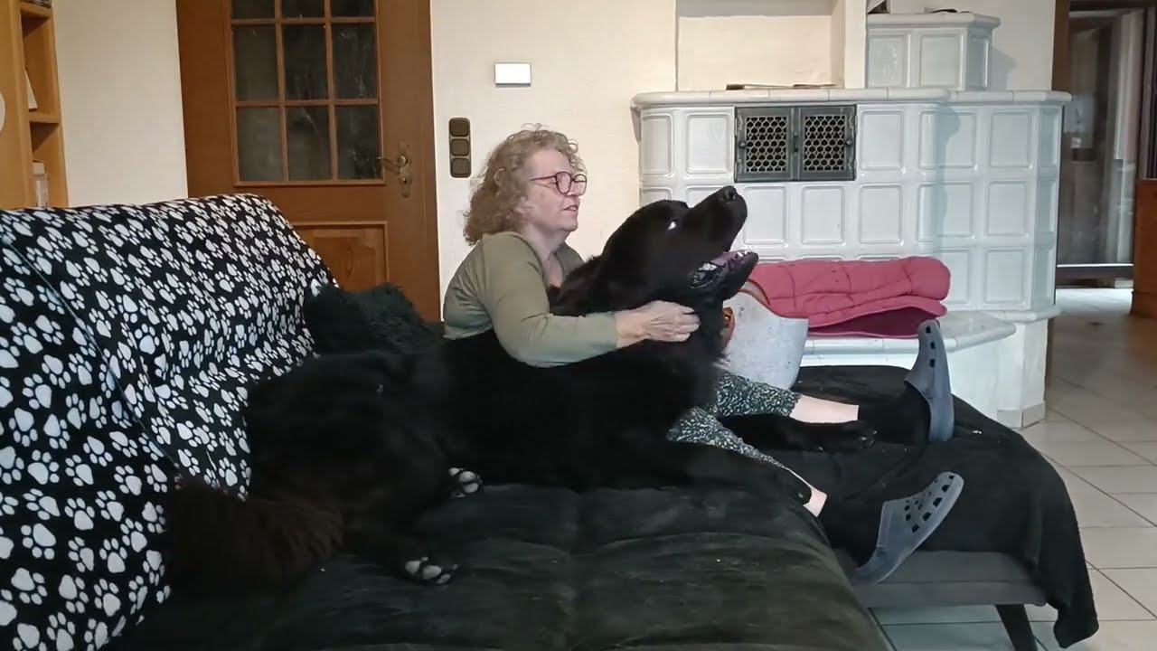 Neufi Manni, Schosshund mit 60 kg
