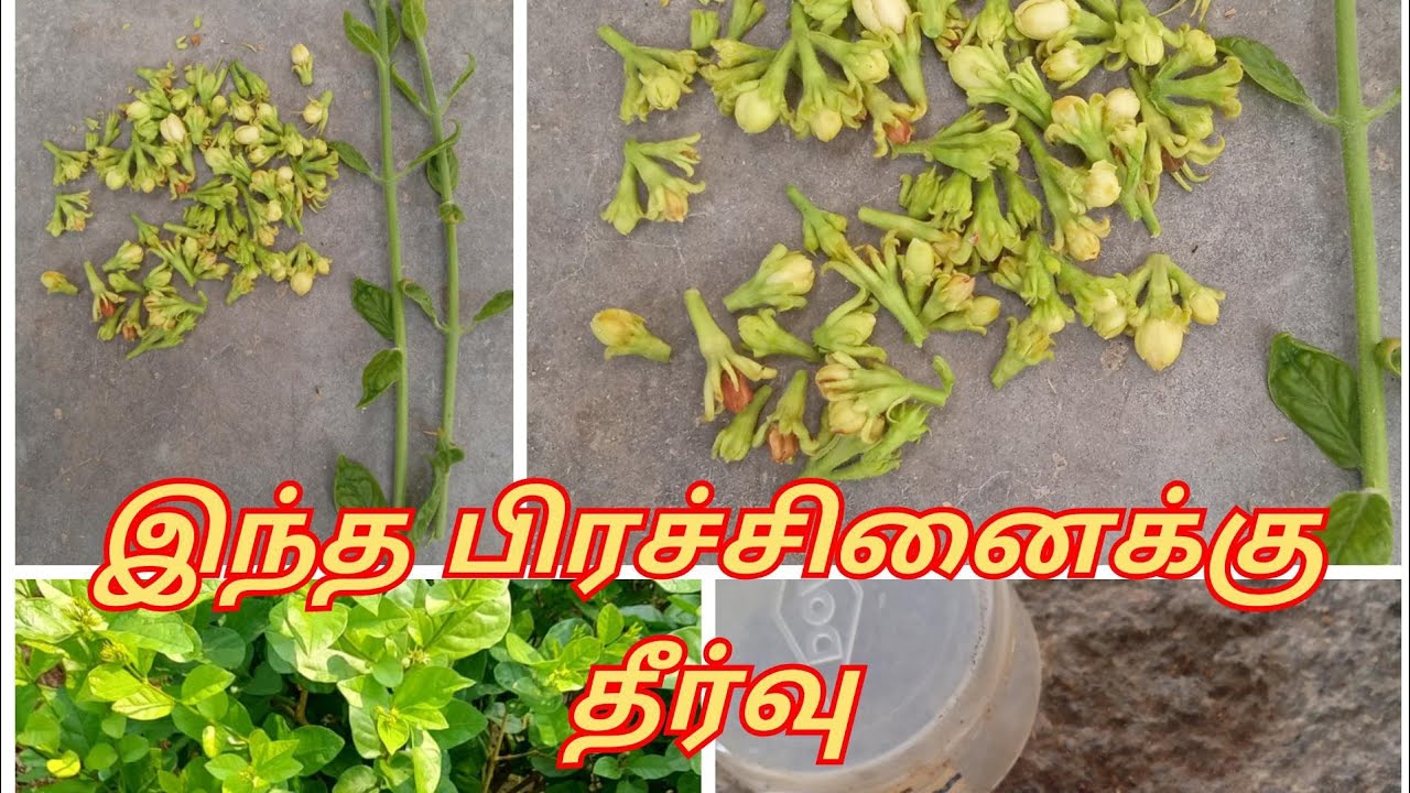 மல்லி சாகுபடியில் வால்பேன்க்கு சிறந்த மருந்து