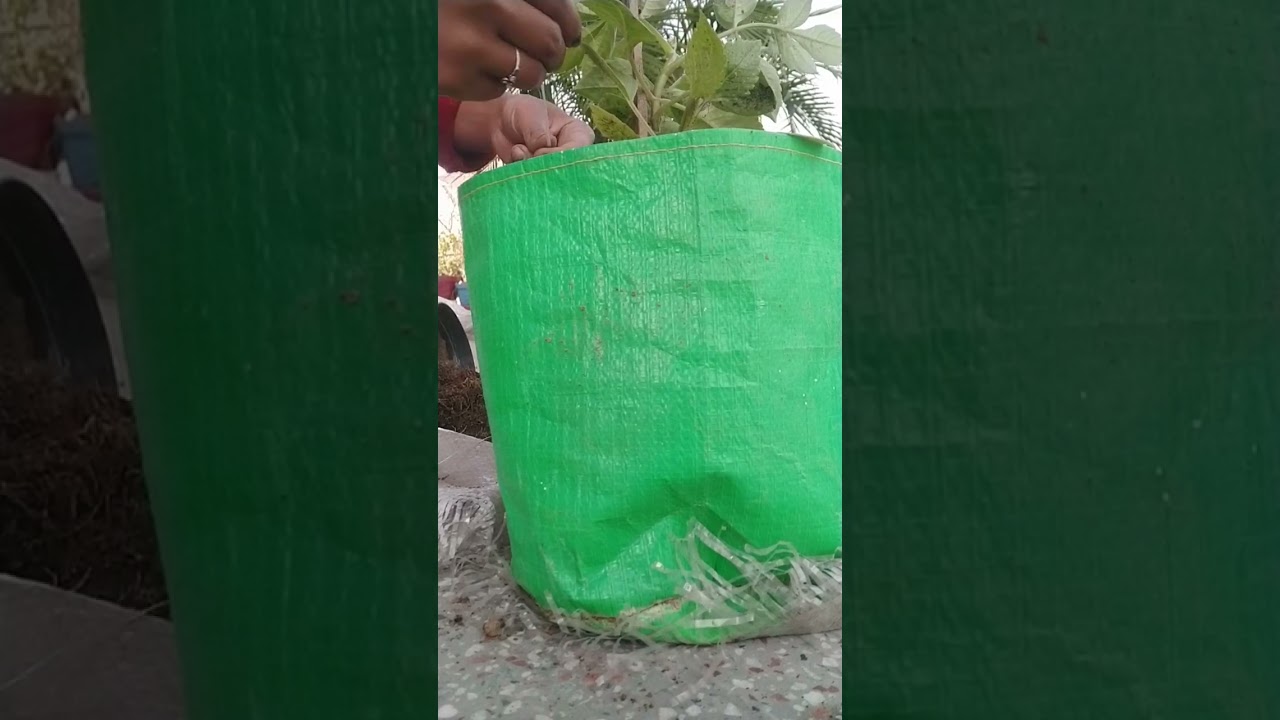 Monster #Plant# Repotting & Growth Tips 🌿😄🌿🌱”