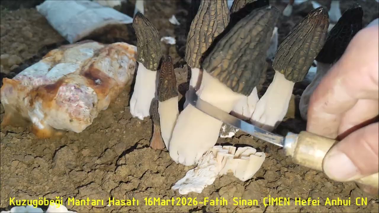 Kuzugöbeği Mantarı Hasadı. #kuzugöbeğimantarı #kuzugöbeğiyetiştiriciliği #morel #morchella