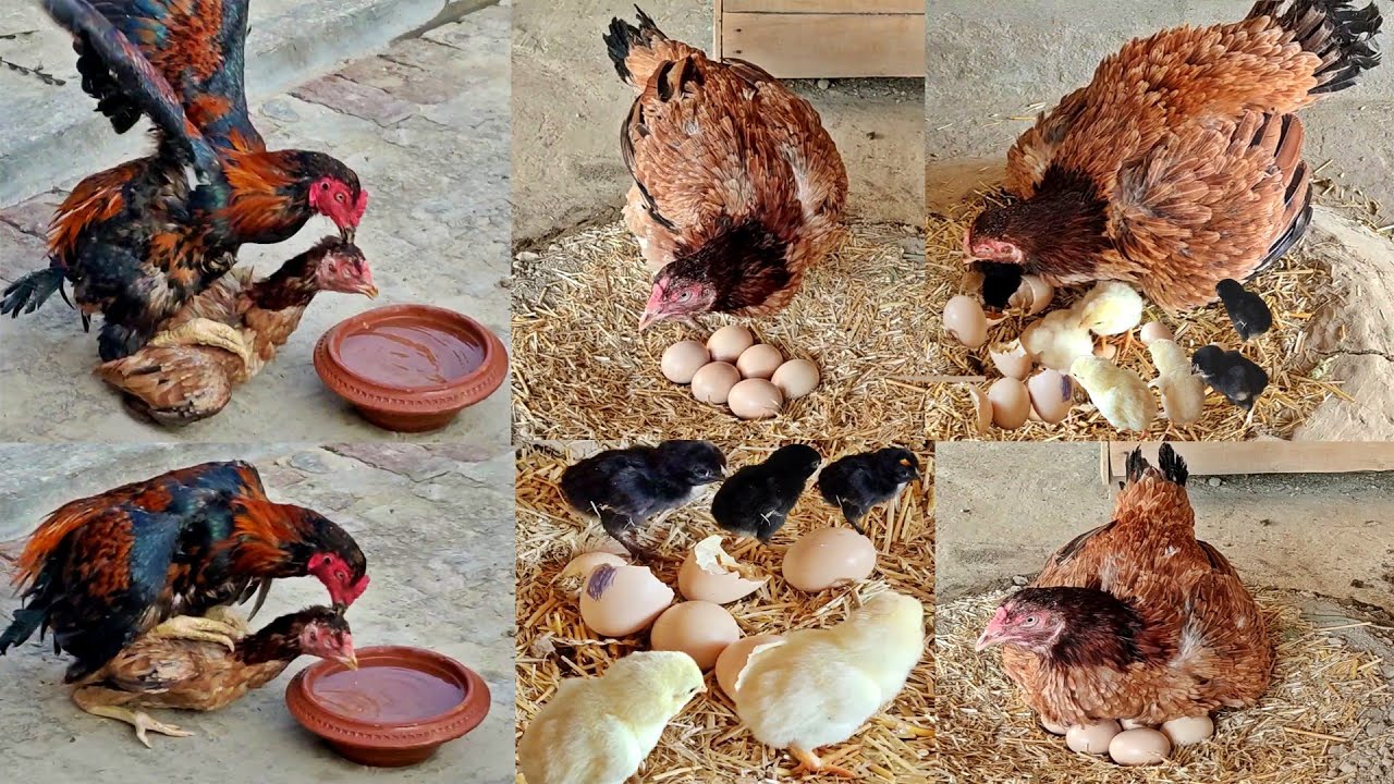 Hatching 6 Eggs in Mud The Nest || MURGI Hen Harvesting Eggs To Colorful Chicks || Chicks Hatched