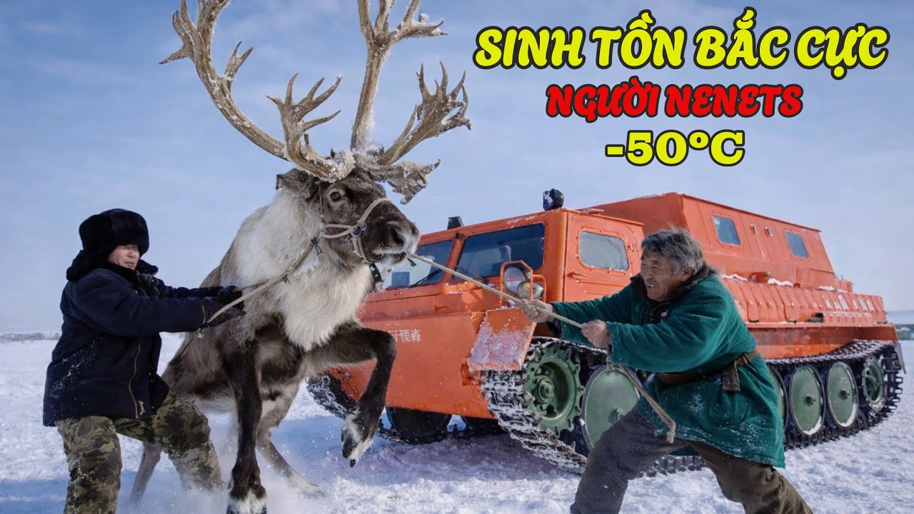 Người Nenets Cổ Đại: Đi Học Bằng Xe Bọc Thép ở Nga - Đi Tìm 100 Con Tuần Lộc Lạc Đàn Giữa Bão Tuyết