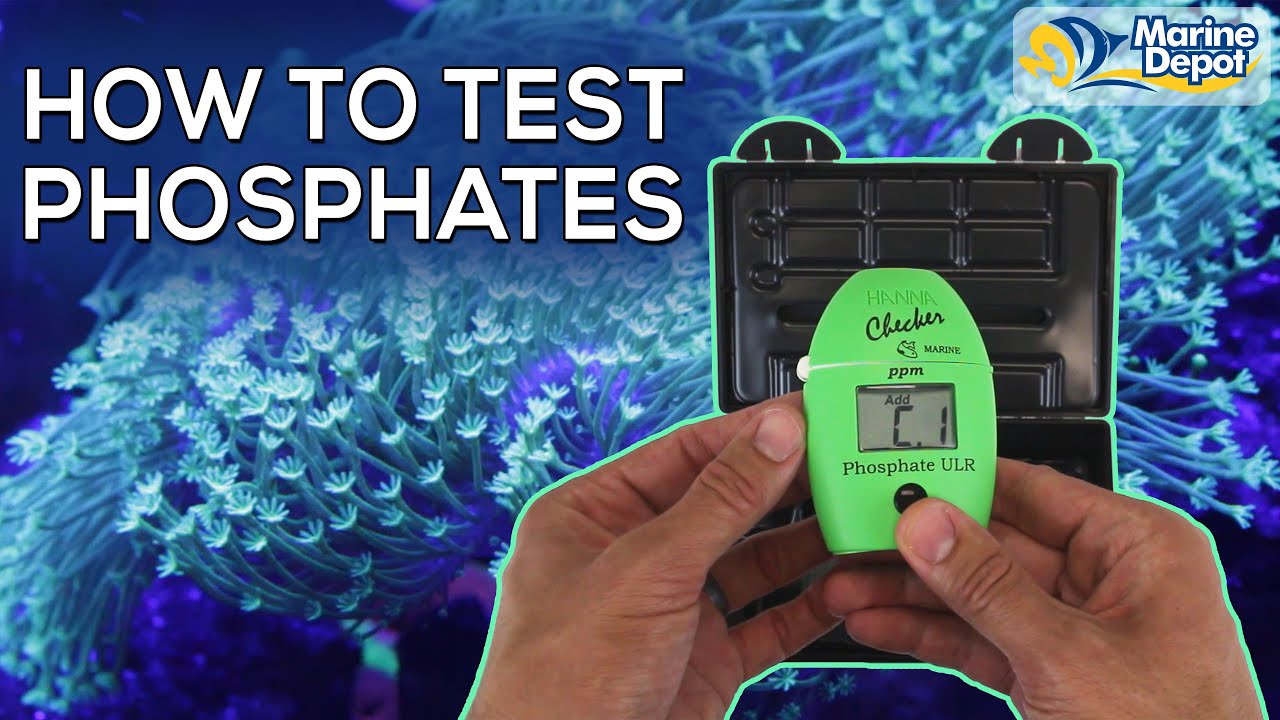 How To Test Phosphates In Your Reef Tank with the Hanna Checker | A simple, step-by-step tutorial