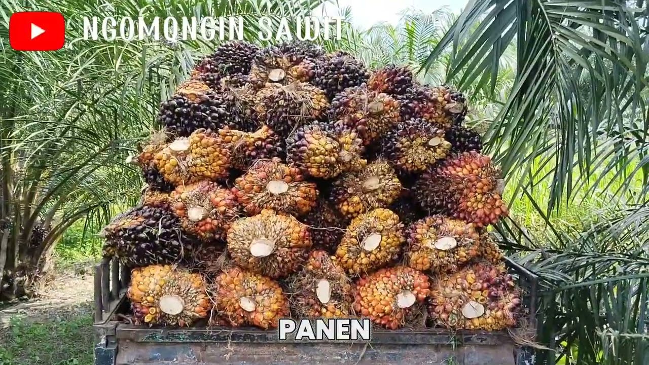 Panen Kelapa Sawit Sriwijaya Semiklon 5 Usia 3 Tahun 6 Bulan