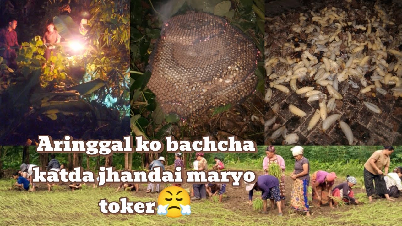 Finally kodo roper sakiyo..maijhare chai TATE .(Aringal)🐝🐝 kadera khaiyo ..New vlog