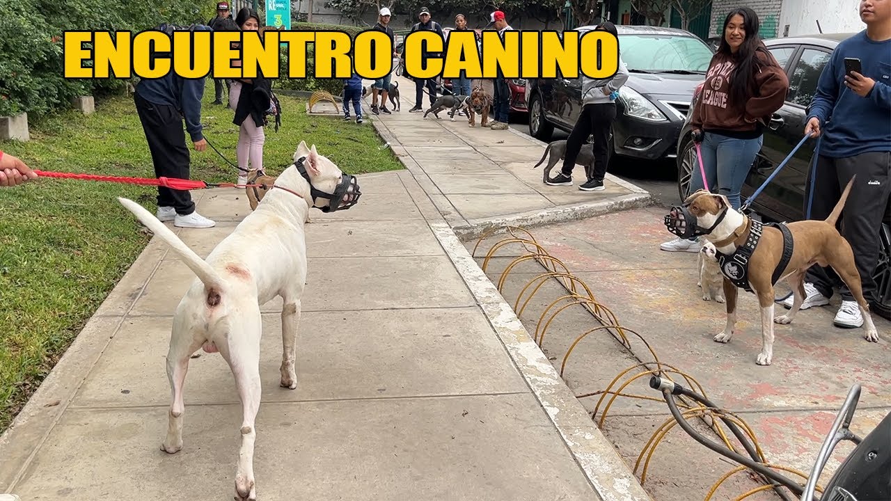 San Bernardo, Presa Canario, Dogo Argentino, Tipo Bull, American Bully - Reunión canina 🐶🐕