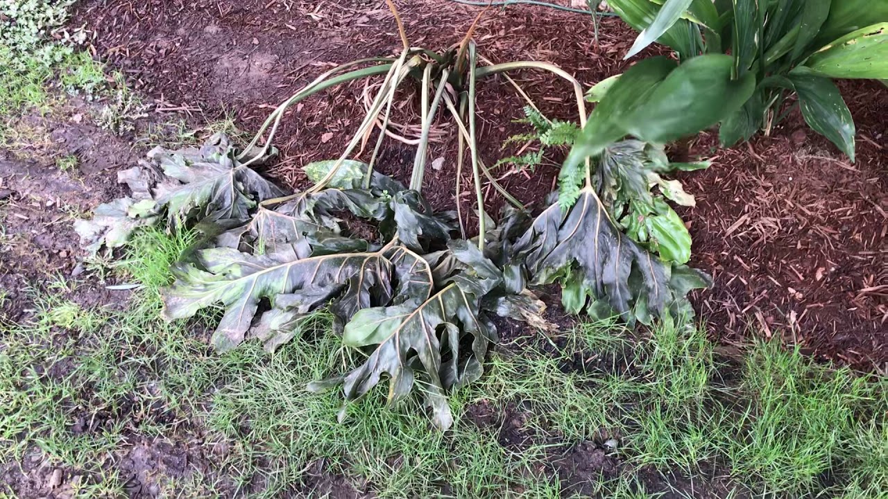 Philodendron update after being frozen
