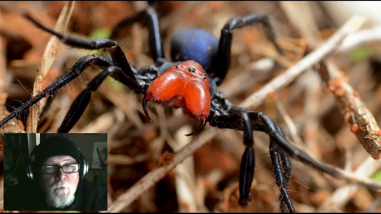 Red-headed Mouse Spider Male Action - Missulena occatoria