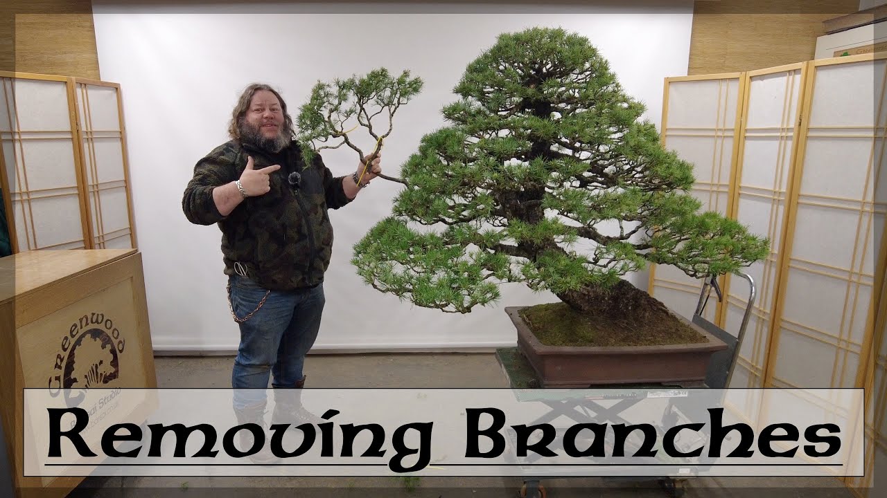 Removing Branches From Corins Giant Cedar - Greenwood Bonsai