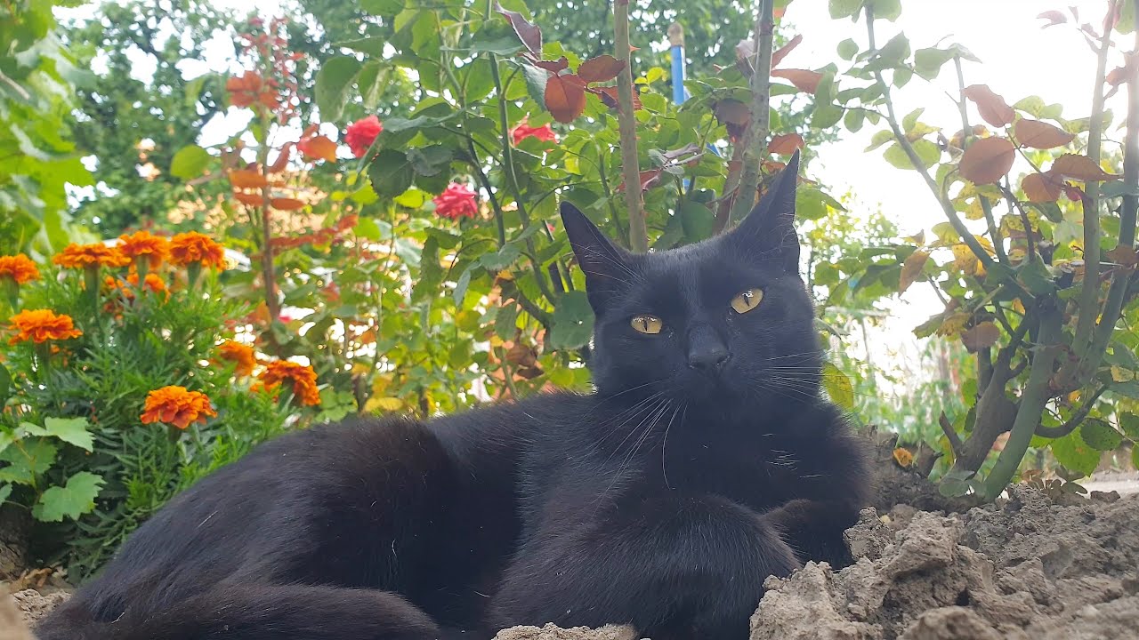 Relaxing Cat Video 108