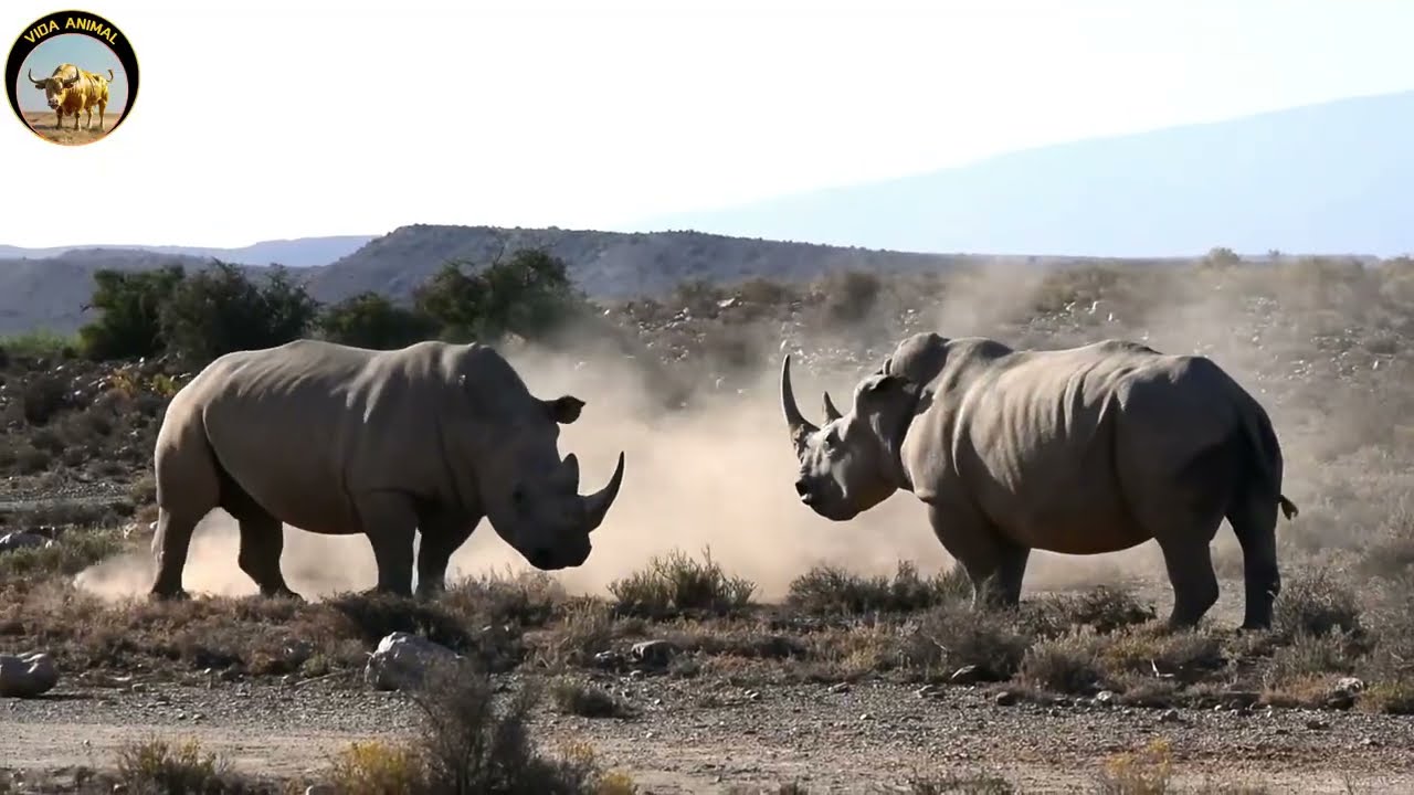 Rinoceronte Negro – El Guerrero Silencioso de la Sabana Africana #animales #animalessalvajes