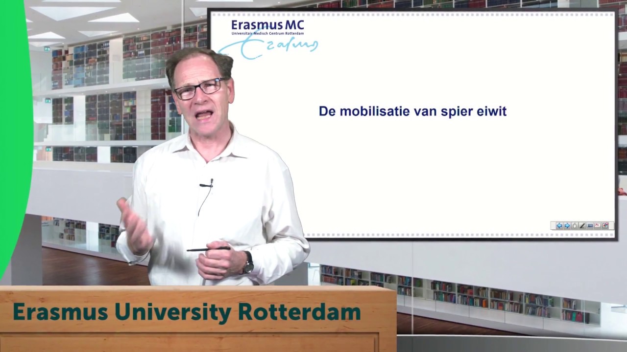 Intermediair metabolisme uitvergroot 6. De mobilisatie van spier eiwit