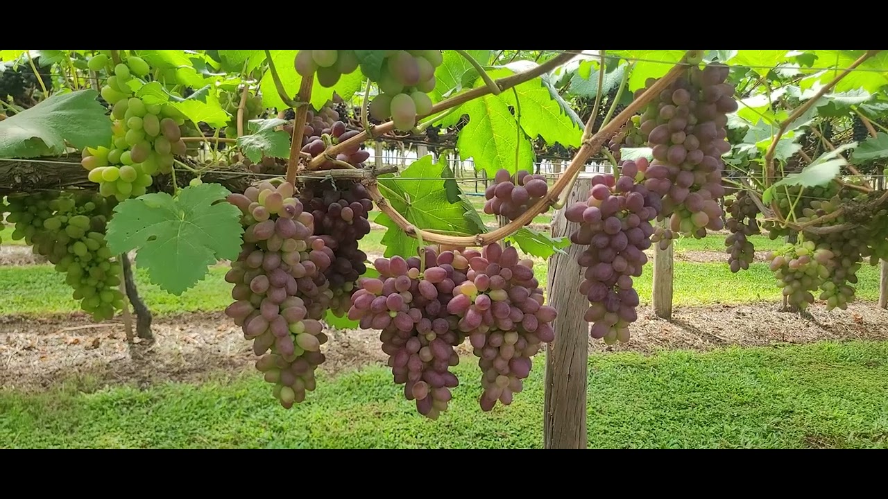 Uvas Niagara, BRS Vitória, BRS Isis, BRS Núbia e Moscato Poloski - Uvas Beluno