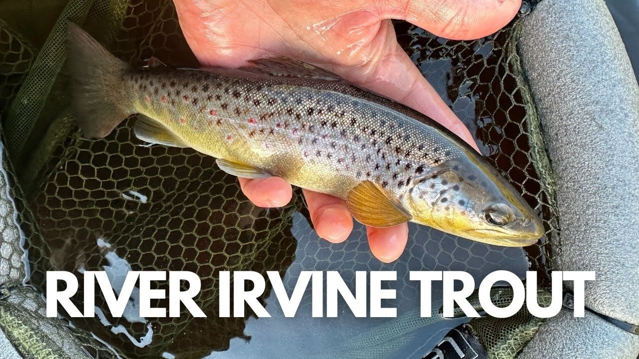 River Irvine Trout - April 2024
