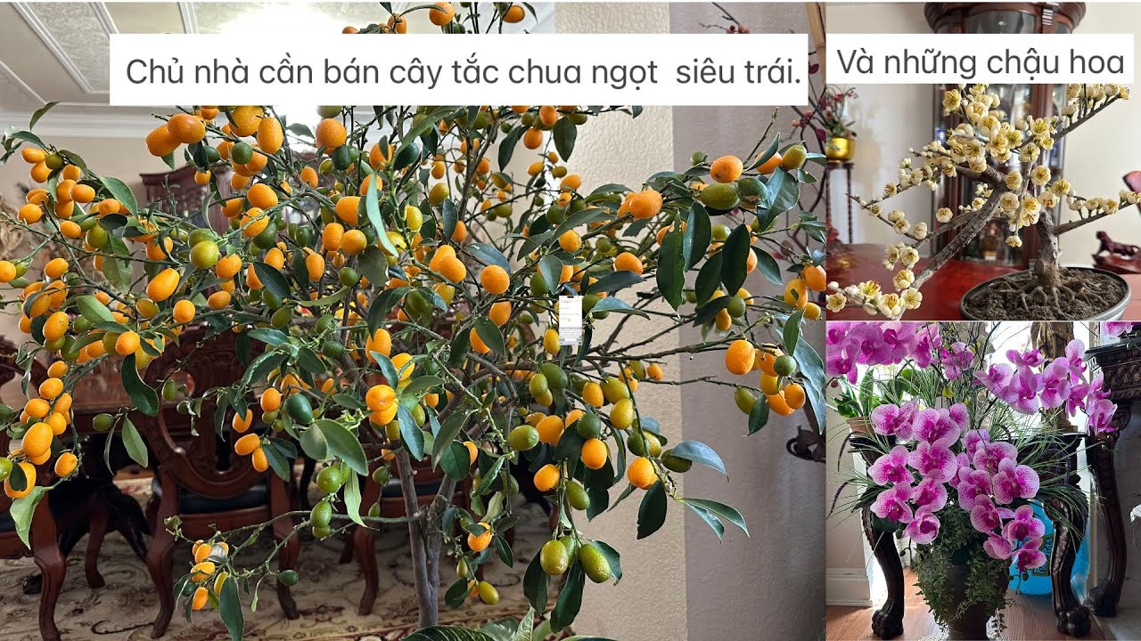 Chủ nhà cần bán cây tắc chua ngọt  siêu trái.  Và những chậu hoa  Đt:682-234-1649. Hà. ❤️🥰🍑🌴# 682