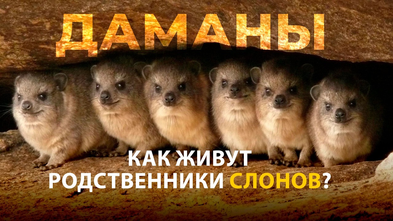 Даманы - пушистые родственники слонов. Наталья Носова.